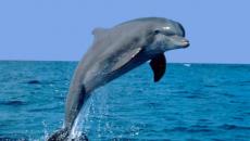 К чему снятся дельфины: классические толкования